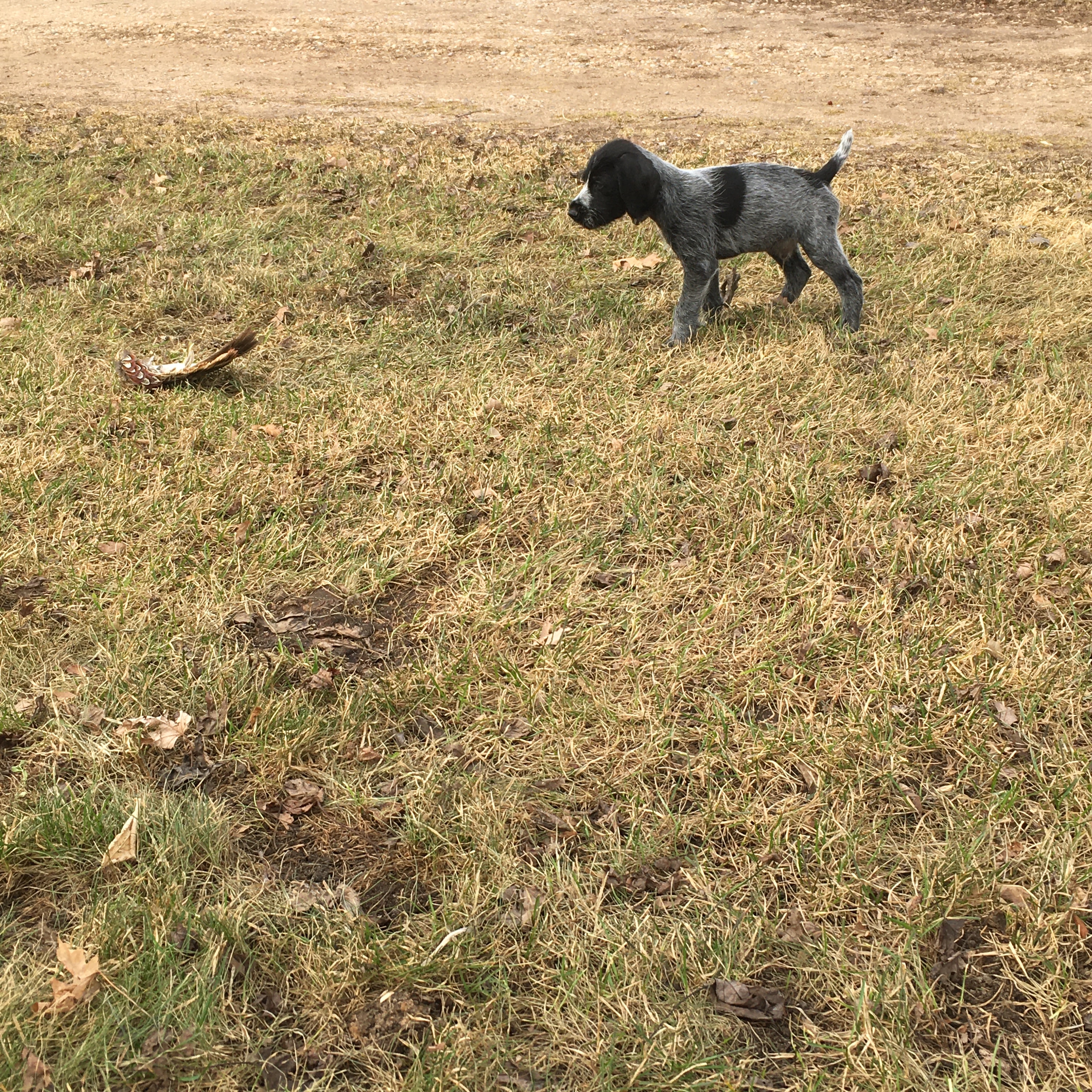 Puppies playing