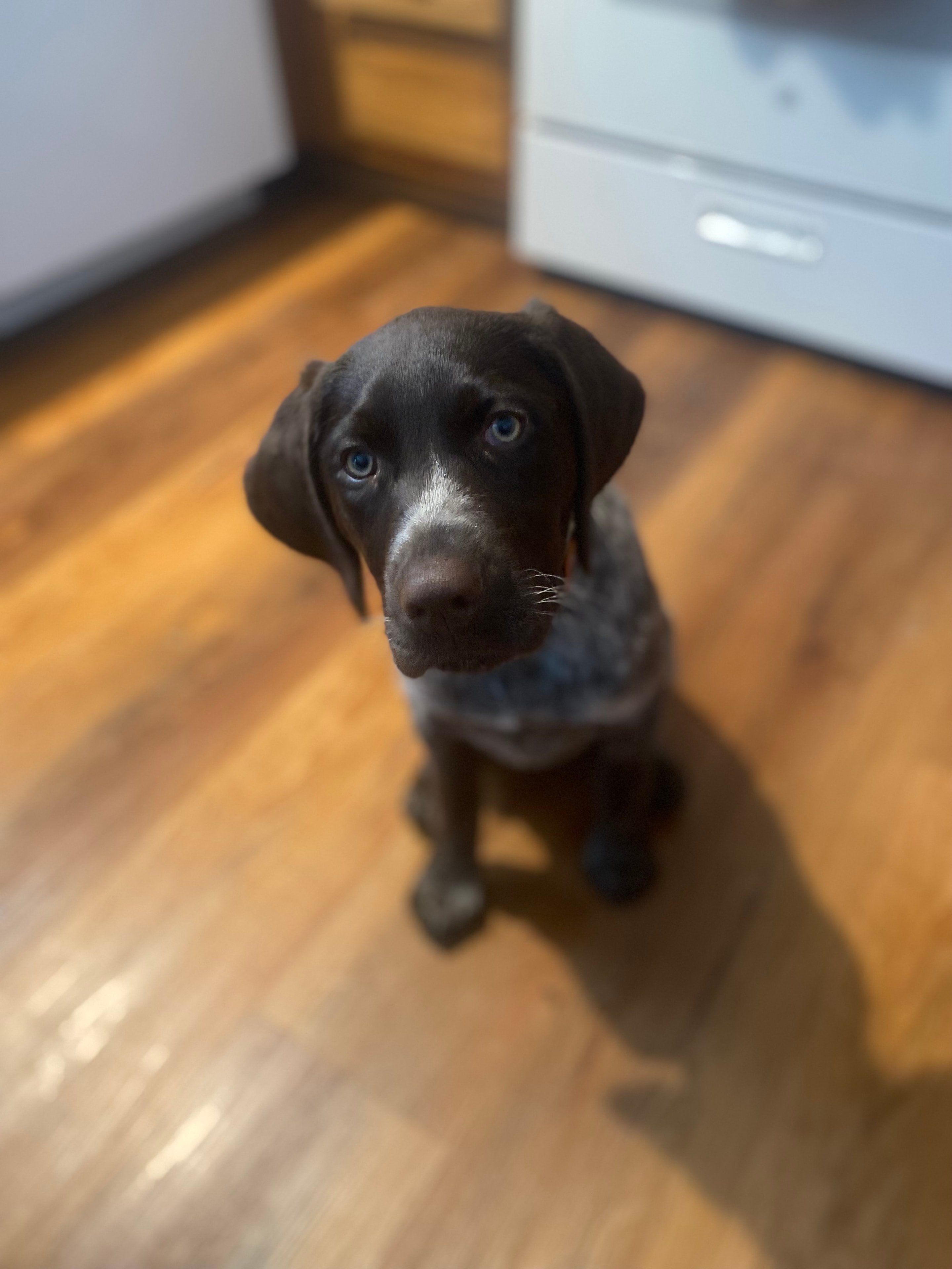 Puppy portrait
