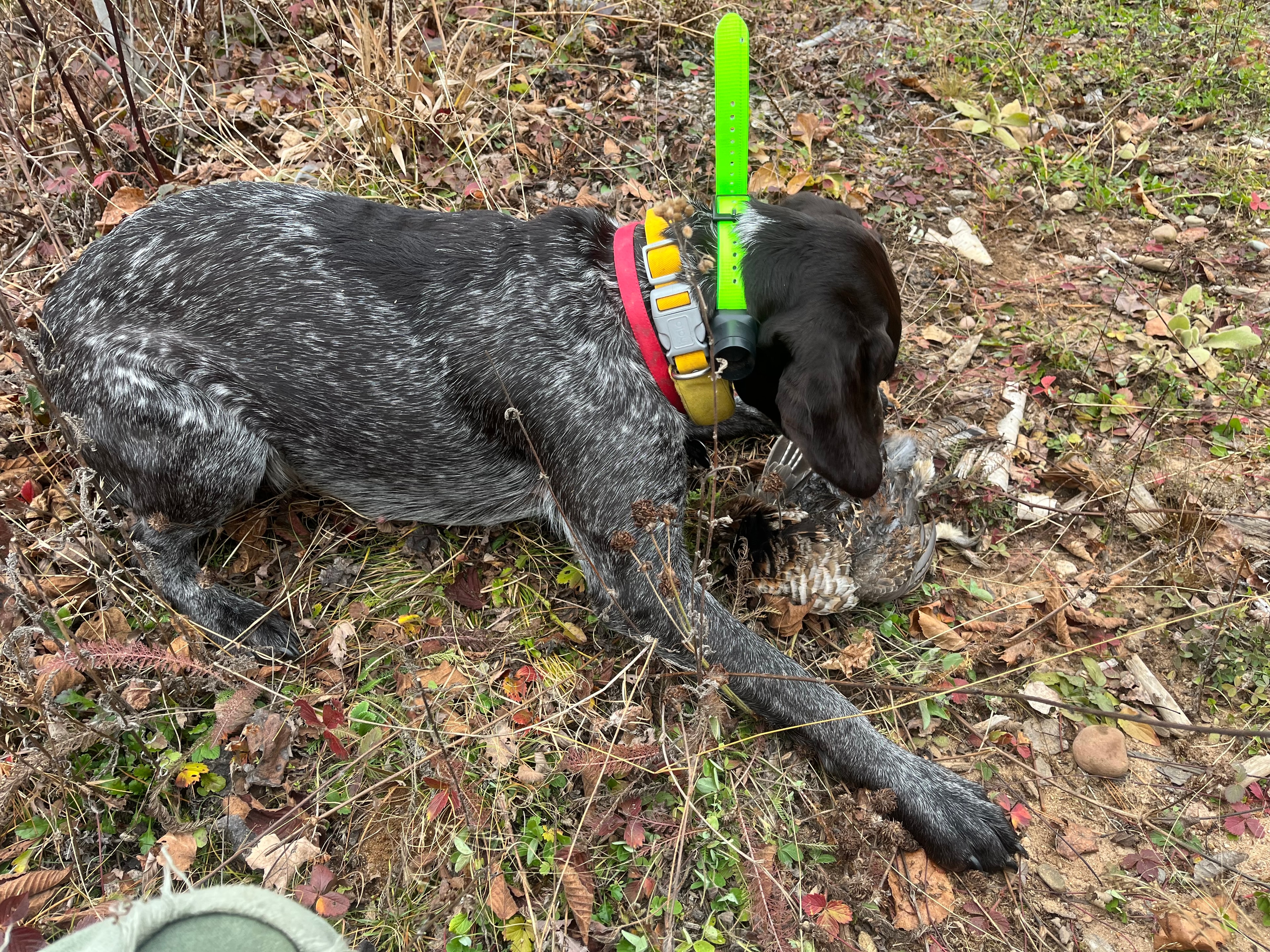 Dog retrieving pheasant in field