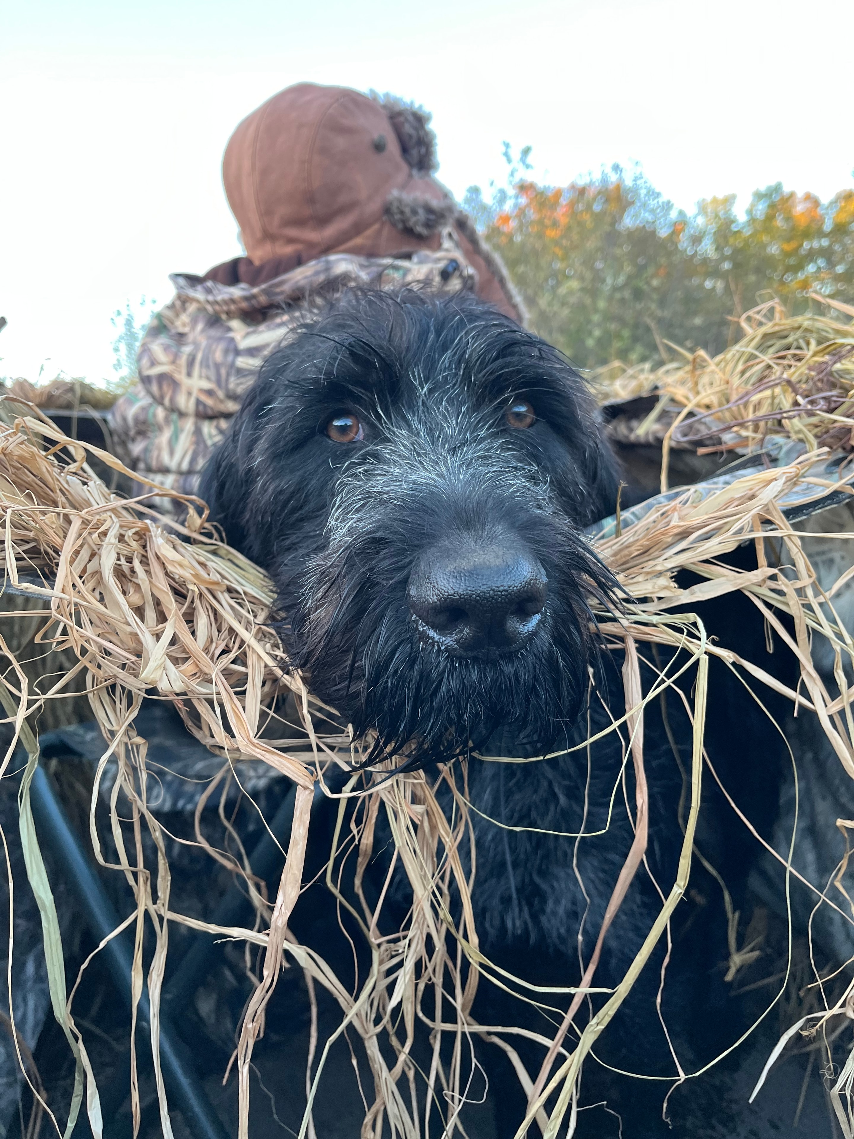 German Wirehaired Pointer puppies